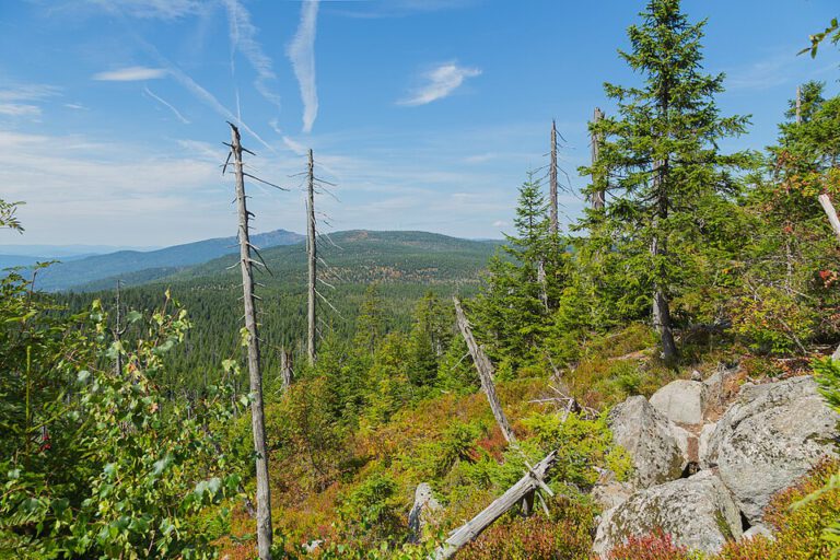 Nationalpark_Bayerischer_Wald